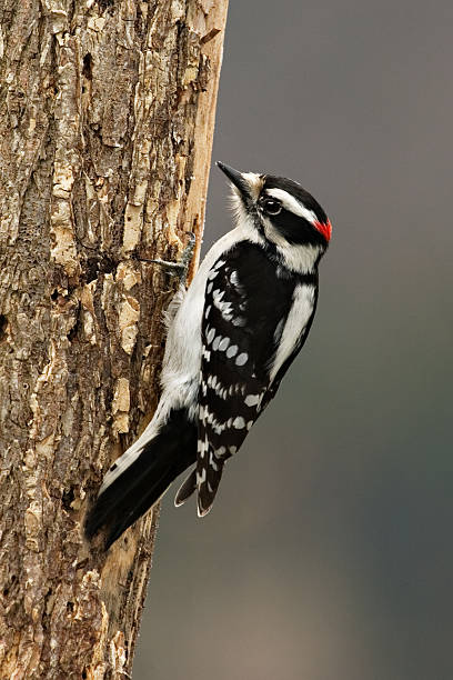 istock Male Downy Woodpecker 92907545