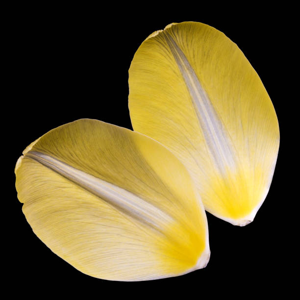 istock Two yellow petals of tulip. 929087982