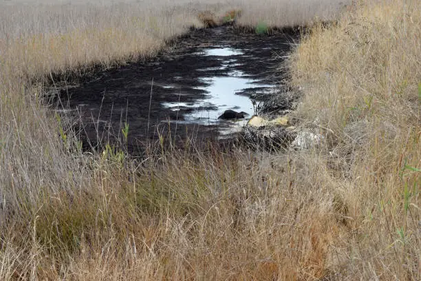 Photo of Tar pit