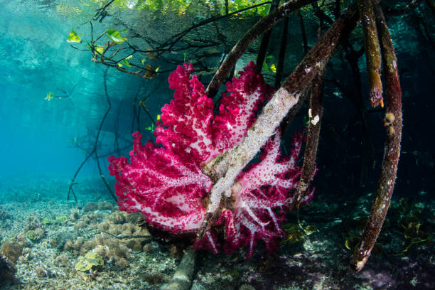 istock Soft Coral and Blue Water Mangrove 929089074