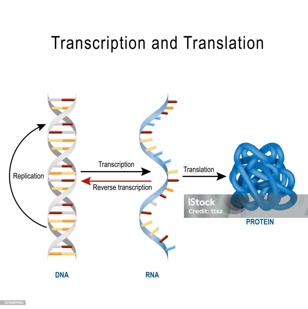 DNA-Replikation, Protein-Synthese, Transkription und Übersetzung. - Lizenzfrei DNA Vektorgrafik