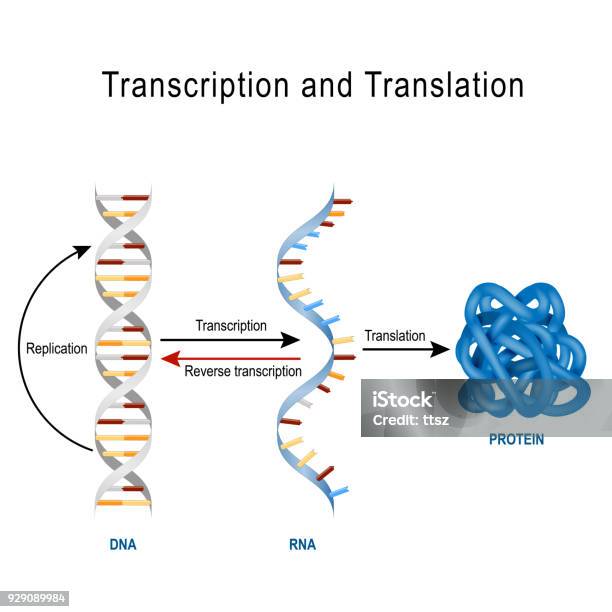 Dnareplikation Proteinsynthese Transkription Und Übersetzung Stock Vektor Art und mehr Bilder von DNA