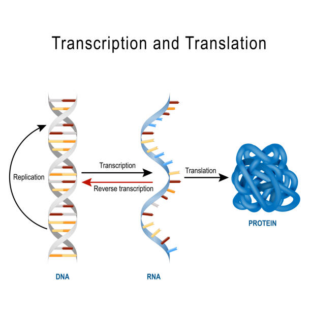 ilustrações, clipart, desenhos animados e ícones de replicação do dna, síntese proteínas, transcrição e tradução. - ácido ribonucleico