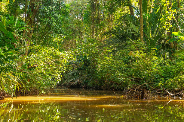 istock Tortuguero Canal Journey 929090070