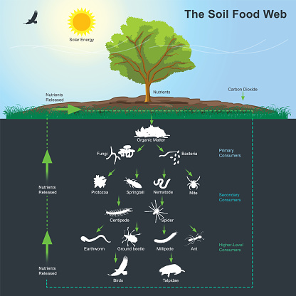The soil food web is the community of organisms living all or part of their lives in the soil. It describes a complex living system in the soil and how it interacts with the environment, plants, and animals. Illustration info graphic.
