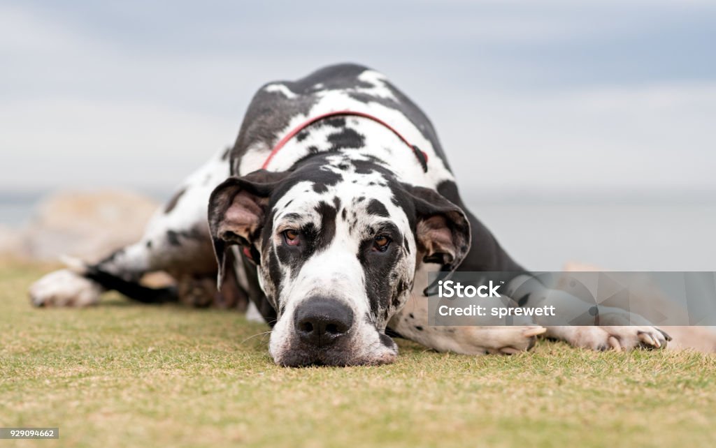 Great Dane Great Dane resting. Great Dane Stock Photo