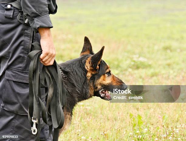 Photo libre de droit de Champion De Chien Policier S En Action banque d'images et plus d'images libres de droit de Dressage - Dressage, Police, Berger allemand