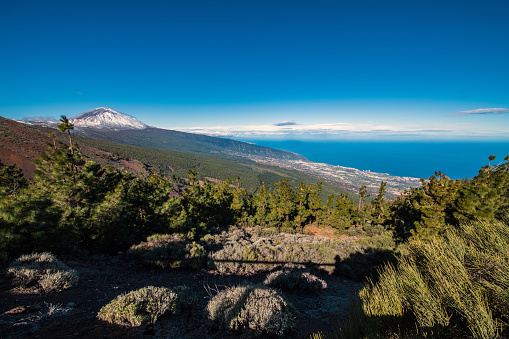 Snowy volcano Teide on Tenerife, Canary islands, Atlantic, Spain. Landscape, trees in front. Nikon D850.