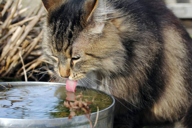 istock A Norwegian Forest Cat drinking water from a bowl. A cat drinks water 929103148