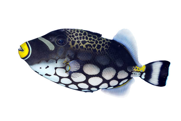 leopard-drückerfisch (balistoides conspicillum - tropical fish clown fish isolated animal stock-fotos und bilder