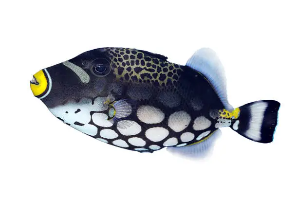 Photo of Clown triggerfish (Balistoides conspicillum)