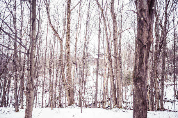 istock A wood chalet lost in the forest 929104776