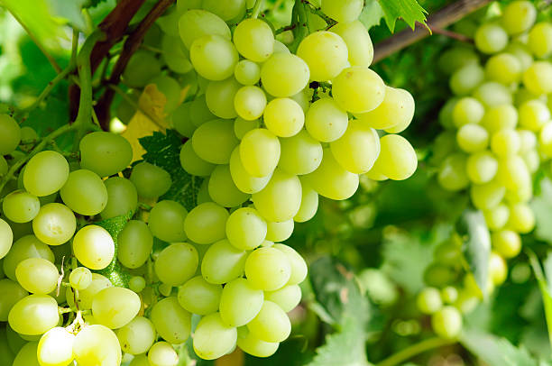 istock A cluster of ripe and fresh green grapes 92910617