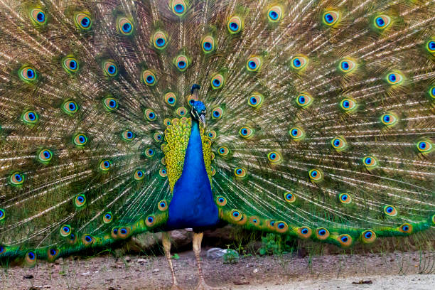 istock peacock bird showing off his beautiful feathers 929107194