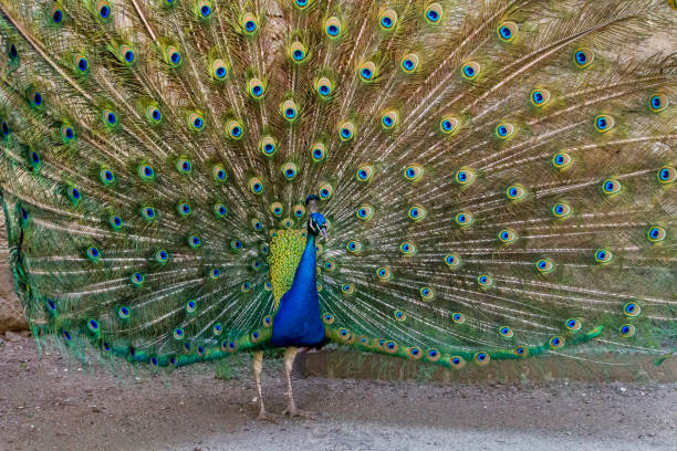 istock peacock bird showing off his beautiful feathers 929107258