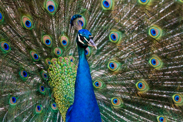 istock peacock bird showing off his beautiful feathers 929107268