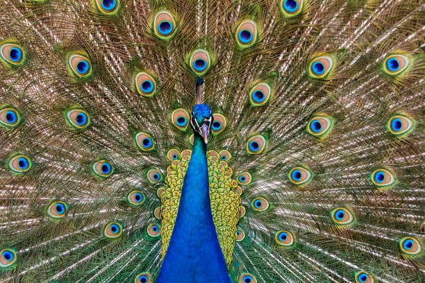 istock peacock bird showing off his beautiful feathers 929107306