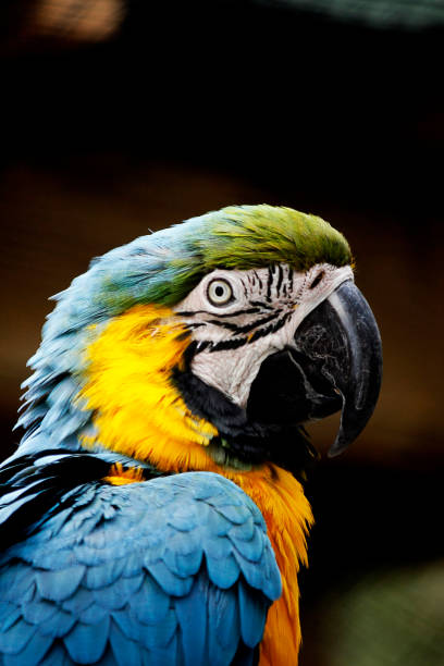 istock head of a blue and yellow macaw 929107468