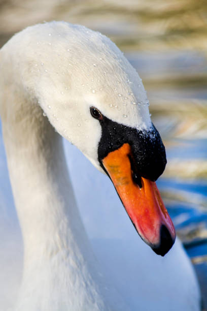 istock beautiful white swan bird 929107798