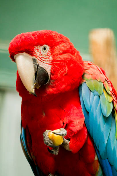 istock beautiful scarlet macaw parrot eating fruit 929107896