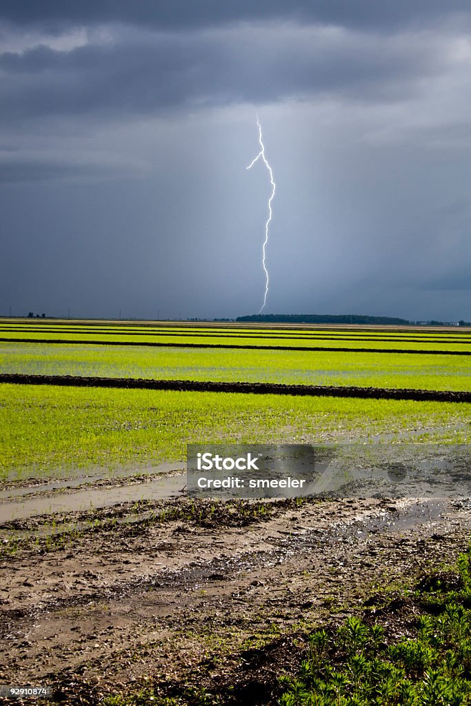 Bolzen über Reis - Lizenzfrei Monsun Stock-Foto