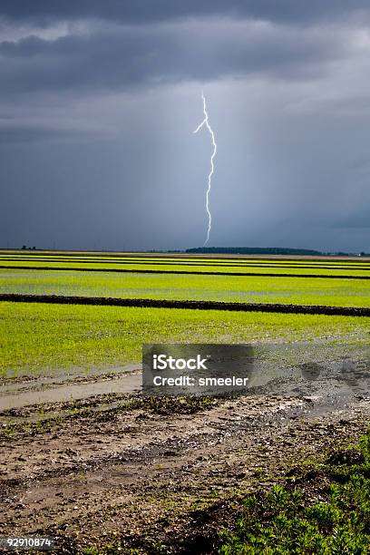 Bolzen Über Reis Stockfoto und mehr Bilder von Monsun - Monsun, Nutzpflanze, Bewässerungsanlage