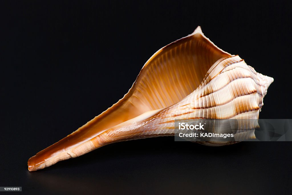 Seashell  Animal Shell Stock Photo