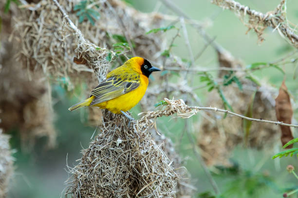 istock The southern masked weaver 929115060