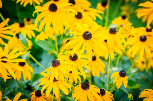 istock Yellow echinacea flowers as very nice natural background 929115194