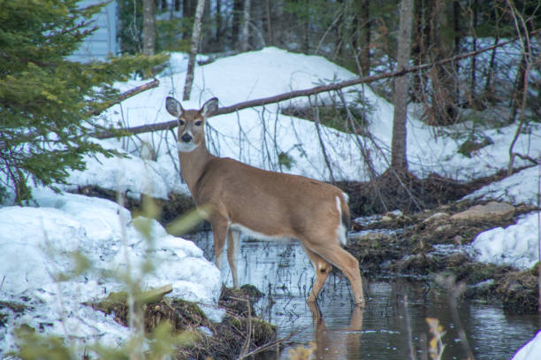 Whitetail deer in the snow in winter in Ontario Canada A white tail deer looking at the camera by cedar trees and creek in winter snow white tailed stock pictures, royalty-free photos & images