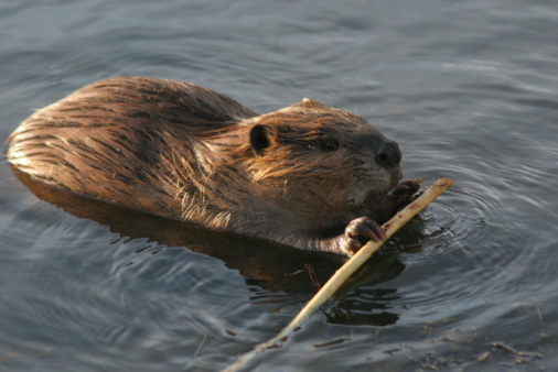 Beaver creating ripples as it swims across a remote Connecticut pond in summer at dusk