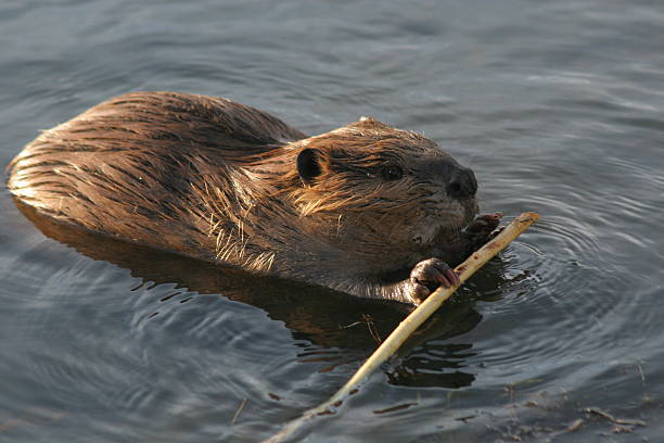 castor com pau - north american beaver fotos imagens e fotografias de stock