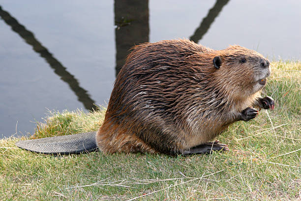 implorare beaver - castoro foto e immagini stock