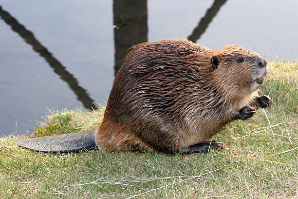 implorando castor - north american beaver fotos imagens e fotografias de stock