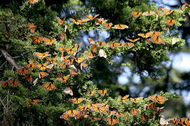 Monarch albero di Natale decorazioni - foto stock