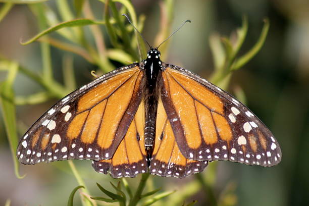 Mariposa monarca (danaus plexippus) - foto de stock