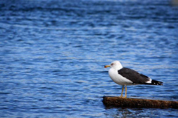 istock gull on top of a rock surrounded by water 929122046