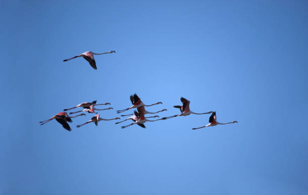 istock Bunch of flamingos 929122180