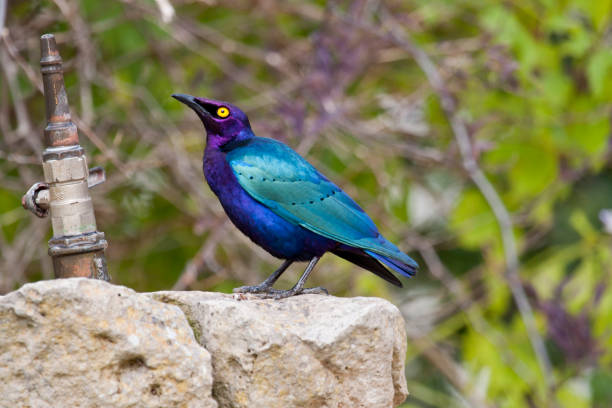 istock Purple Glossy-starling bird 929122354