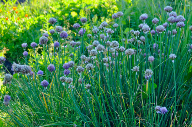 istock Blooming onion batun in the summer garden 929122784