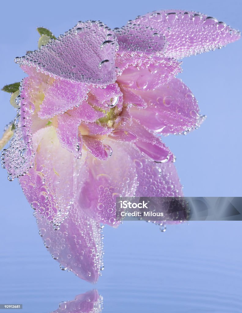 Fleur rose avec des bulles d'air - Photo de Arbre en fleurs libre de droits