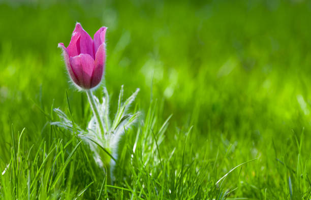 Photo of snowdrop against green grass stock photo