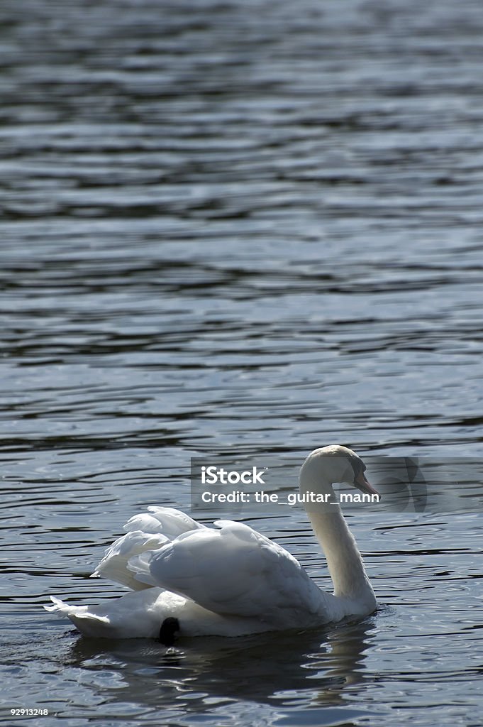 Cisne blanco - Foto de stock de Agua libre de derechos