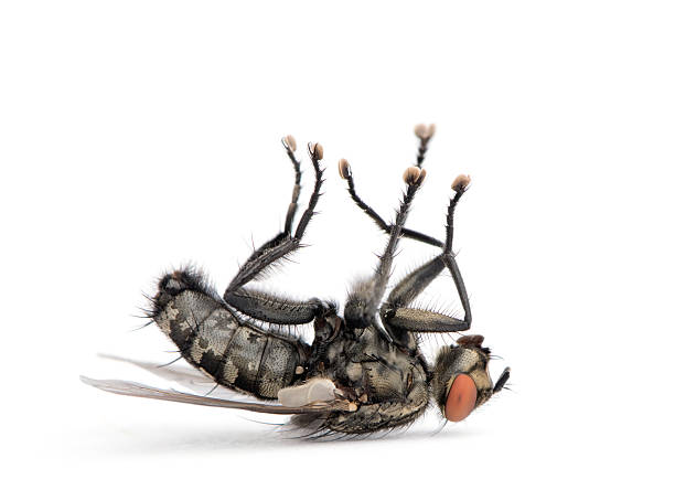 Flesh fly lying on back, Diptera, studio shot  flesh fly photos stock pictures, royalty-free photos & images