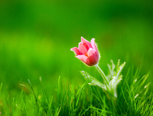 Photo of snowdrop against green grass stock photo