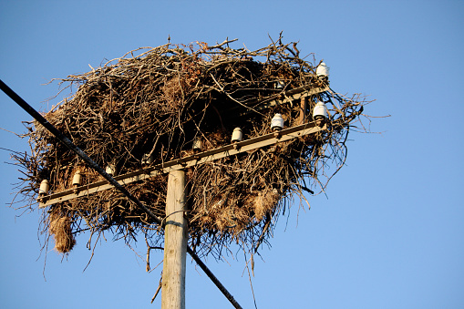 nest of a white stork bird