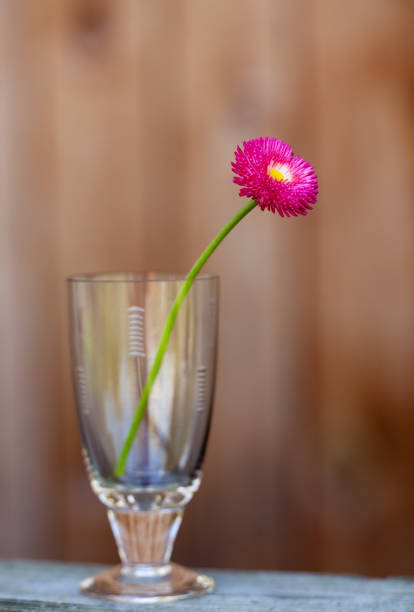 Photo of marguerite in glass (focus on the flower) stock photo