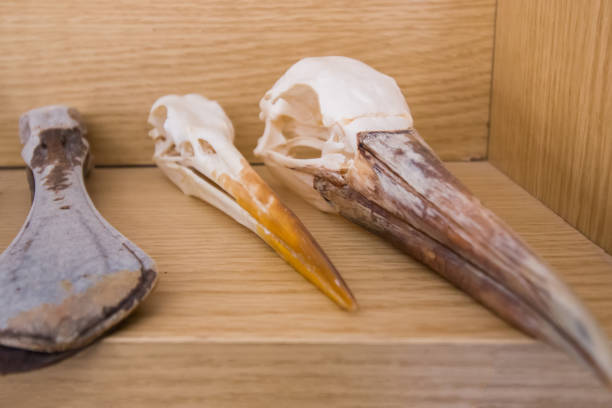 istock several skeleton heads of birds 929135280