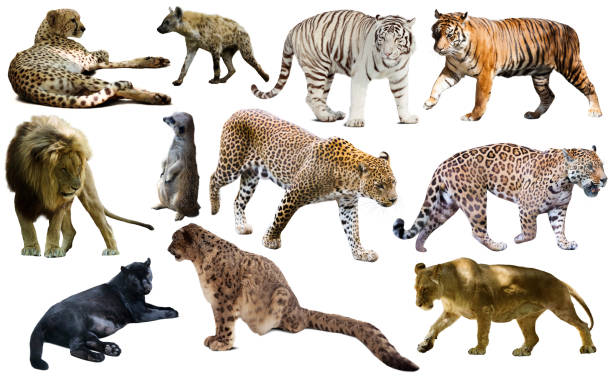 istock Set of African predators isolated over white 929138882