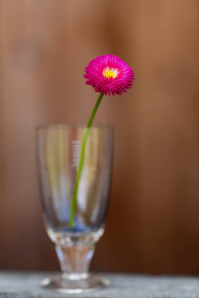 Photo of marguerite in glass (focus on the flower) stock photo